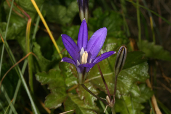 Brodiaea coronaria coronaria - Harvest Brodiaea