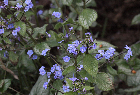 Brunnera macrophylla 'Jack Frost' - Siberian Buglass