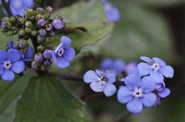 Brunnera macrophylla 'Jack Frost' - Siberian Buglass