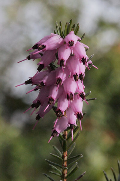 Calluna vulgaris - Heather