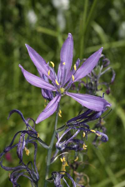 Camassia leichtlinii suksdorfii - Leichtlin's Camas