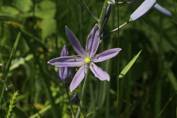 Camassia leichtlinii suksdorfii - Leichtlin's Camas