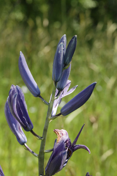 Camassia leichtlinii suksdorfii - Leichtlin's Camas