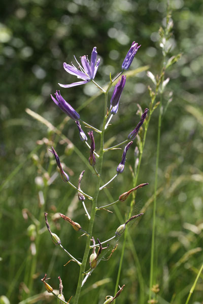 Camassia leichtlinii suksdorfii - Leichtlin's Camas