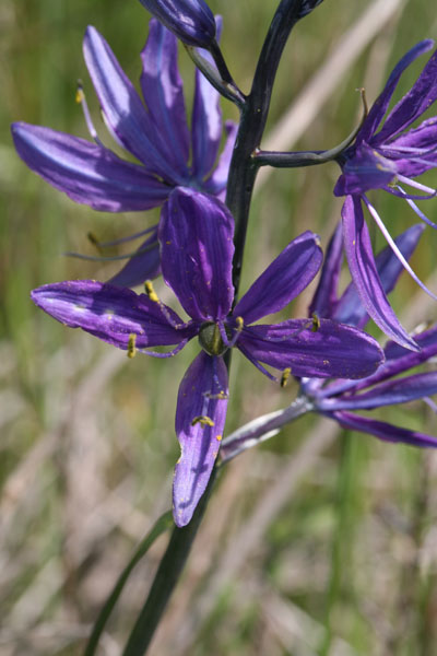 Camassia quamash - Small Camas