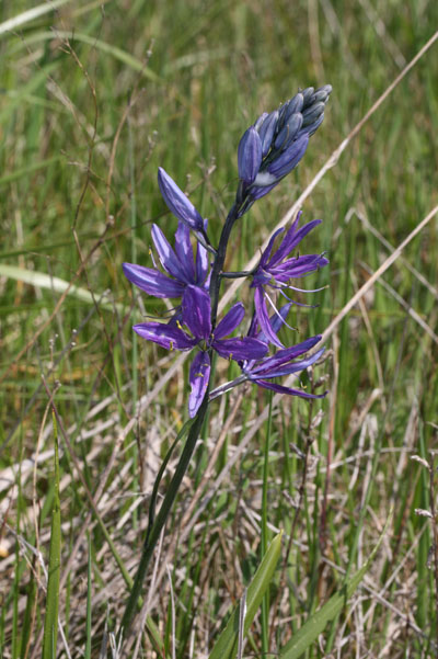 Camassia quamash - Small Camas