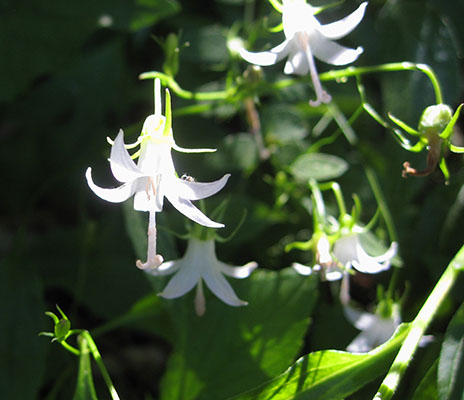 Campanula scouleri - Scouler's Harebell