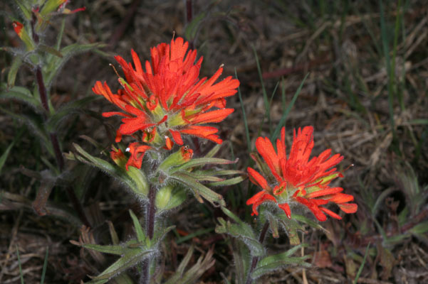 Castilleja hispida - Harsh Paintbrush