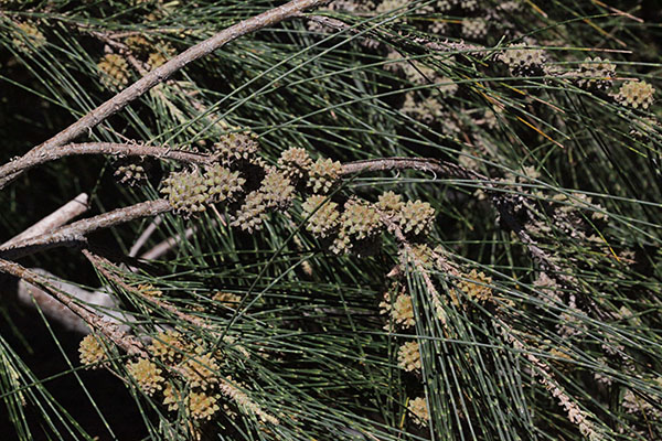 Casuarina c. cunninghamiana - River Oak