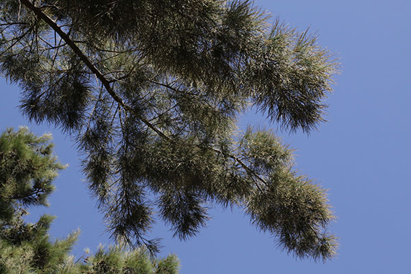 Casuarina c. cunninghamiana - River Oak