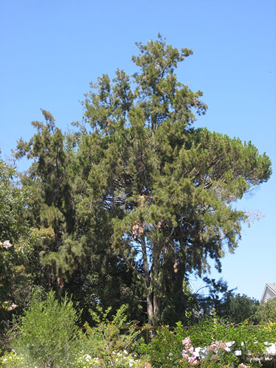 Casuarina c. cunninghamiana - River Oak