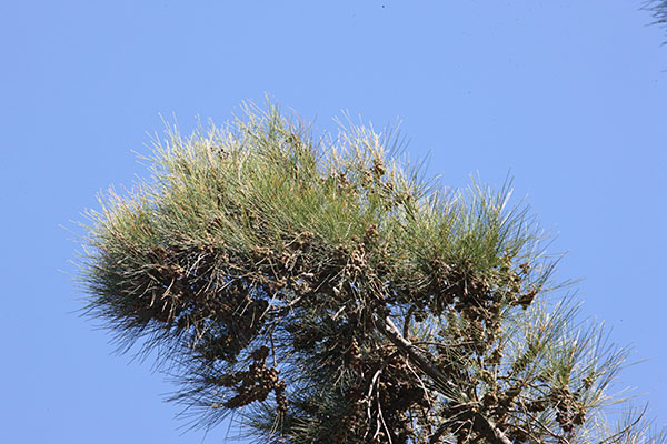 Casuarina c. cunninghamiana - River Oak