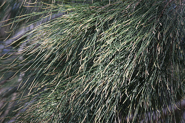 Casuarina c. cunninghamiana - River Oak