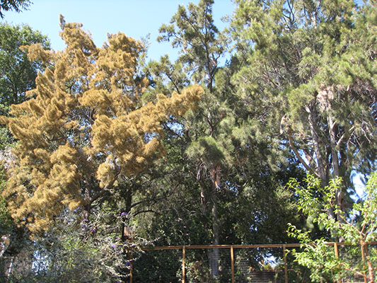 Casuarina c. cunninghamiana - River Oak