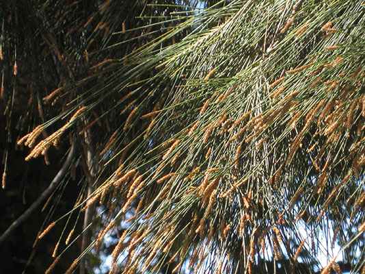 Casuarina c. cunninghamiana - River Oak