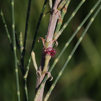 Casuarina c. cunninghamiana - River Oak