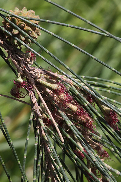 Casuarina c. cunninghamiana - River Oak