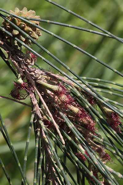 Casuarina c. cunninghamiana - River Oak