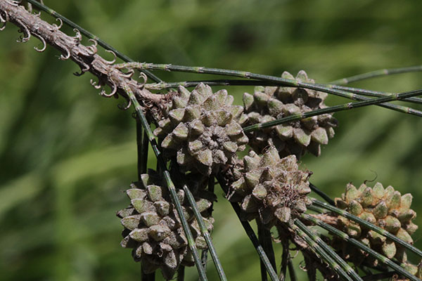 Casuarina c. cunninghamiana - River Oak