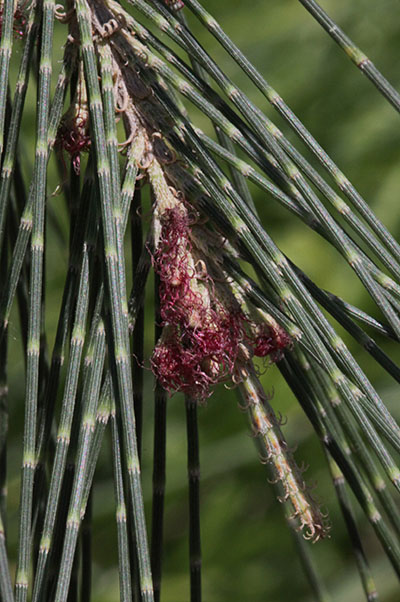 Casuarina c. cunninghamiana - River Oak