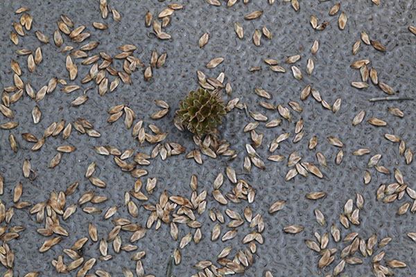 Casuarina c. cunninghamiana - River Oak