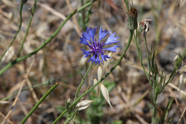 Centaurea cyanus - Bachelor's Button