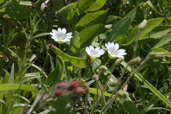 Cerastium arvense - Field Chickweed