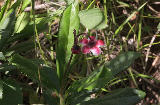 Chimaphila umbellata occidentalis - Western Prince's Pine