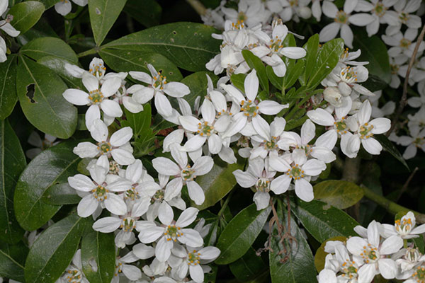 Choisya ternata - Mexican Orange