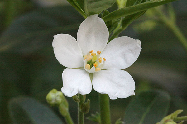 Choisya ternata - Mexican Orange