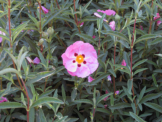 Cistus x purpeus