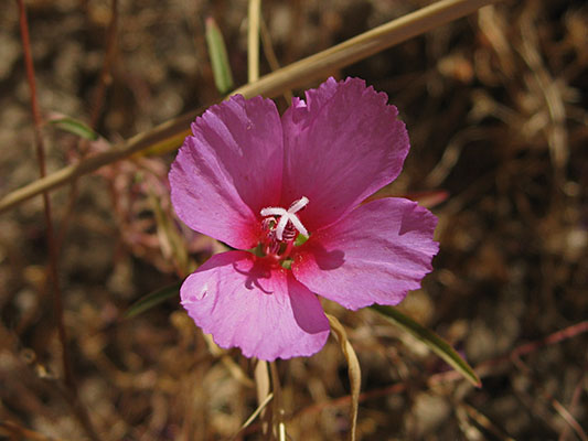 Clarkia rubicunda blasdalei