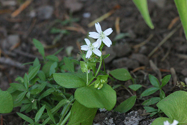 Claytonia sibirica - Candy Flower