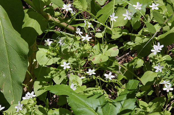 Claytonia sibirica - Candy Flower