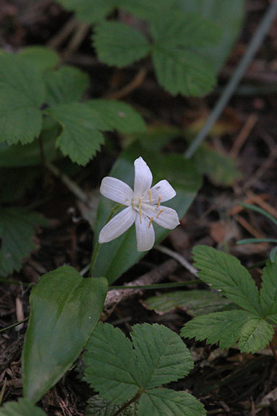 Clintonia uniflora - Queen's Cup