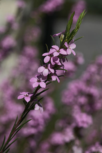 Coleonema pulchellum (I. Williams, 1981) - Confetti Bush aka Breath of Heaven