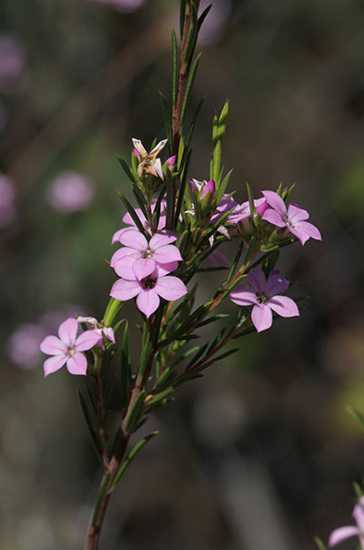 Coleonema pulchellum (I. Williams, 1981) - Confetti Bush aka Breath of Heaven