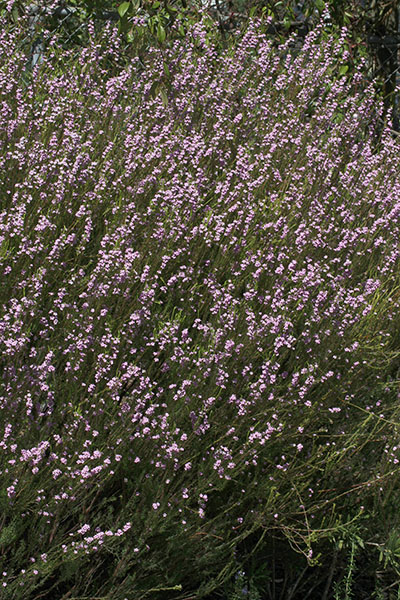 Coleonema pulchellum (I. Williams, 1981) - Confetti Bush aka Breath of Heaven