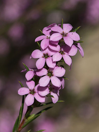 Coleonema pulchellum (I. Williams, 1981) - Confetti Bush aka Breath of Heaven