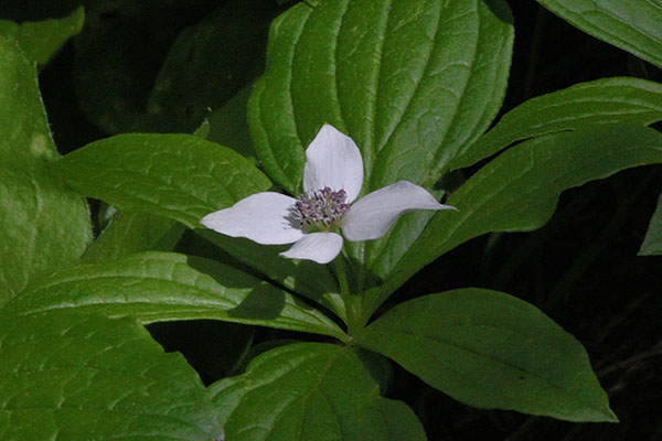 Cornus unalaschkensis - Bunchberry