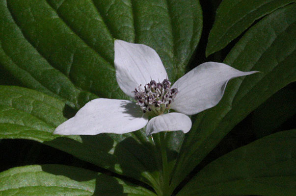 Cornus unalaschkensis - Bunchberry