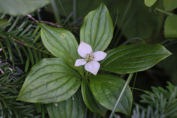 Cornus unalaschkensis - Bunchberry