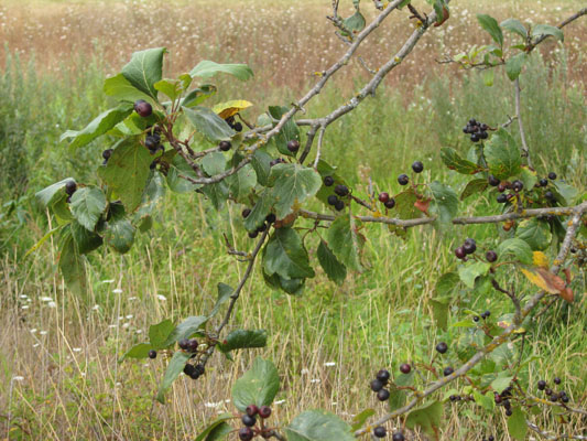 Crataegus douglasii - Black Hawthorne