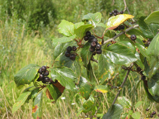 Crataegus douglasii - Black Hawthorne