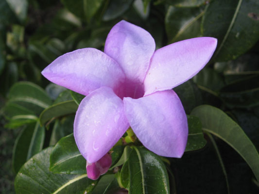 Cryptostegia grandiflora - India Rubber Vine