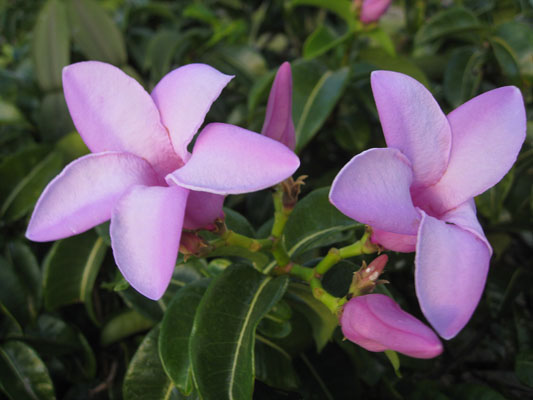 Cryptostegia grandiflora - India Rubber Vine