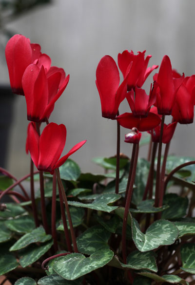 Cyclamen persicum - Cyclamen