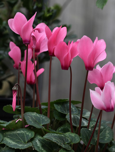 Cyclamen persicum - Cyclamen