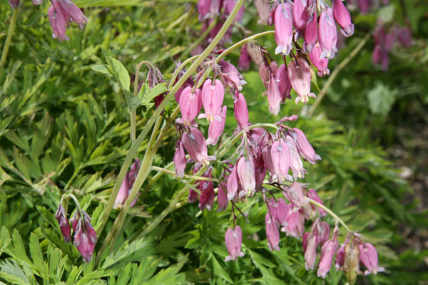 Dicentra formosa - Pacific Bleeding Heart