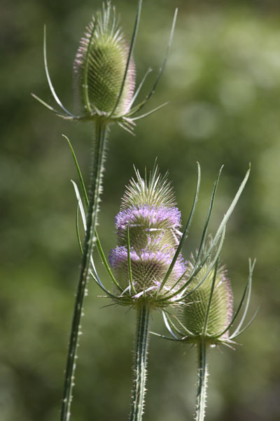 Dipsacus fullonum sylvestris - Fuller's Teasel